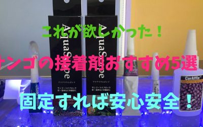 【プロ利用】サンゴの接着剤おすすめ5選！固定すれば安心安全！