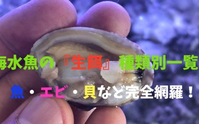 【プロおすすめ】海水魚の『生餌』種類別一覧！魚・エビ・貝など完全網羅！