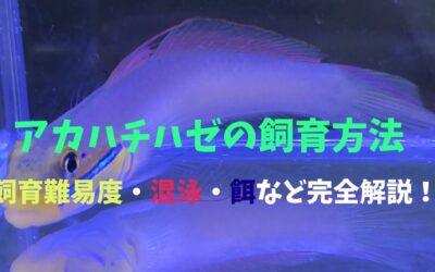 【必見】アカハチハゼの飼育方法！砂ハムハム！