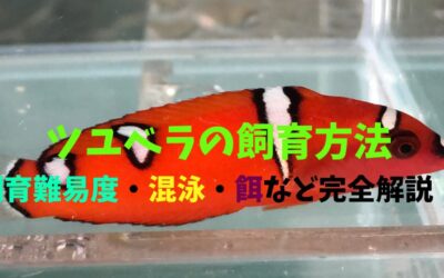 【目からウロコ】ツユベラの飼育方法！