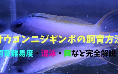 【プロが解説】オウゴンニジギンポの飼育方法！可憐過ぎる！