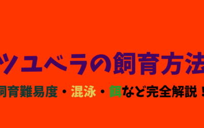 【目からウロコ】ツユベラの飼育方法！