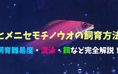 【コツ伝授】ヒメニセモチノウオの飼育方法！シュッとした顔が美しい！