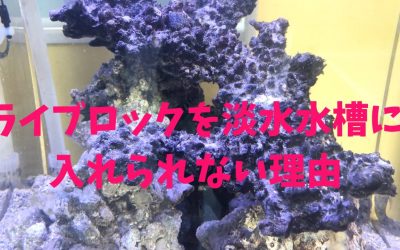 ライブロックを淡水水槽に入れられない理由