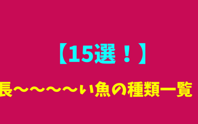 【15選！】長～～～～い魚の種類一覧！