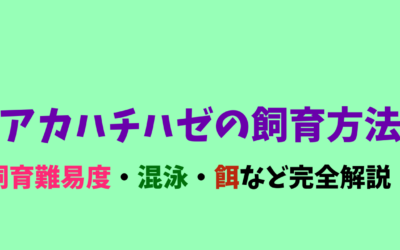 【必見】アカハチハゼの飼育方法！砂ハムハム！