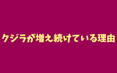 クジラが増え続けている理由