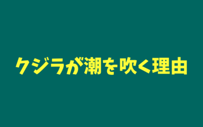 クジラが潮を吹く理由