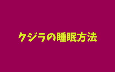 クジラの睡眠方法