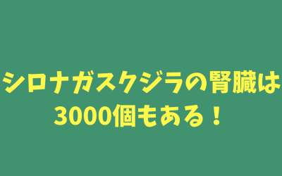 シロナガスクジラの腎臓は3000個もある！