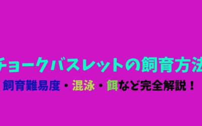 【虎柄綺麗】チョークバスレットの飼育方法！模様柄が美しい！