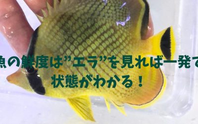 【見分け方】魚の鮮度は”エラ”を見れば一発で状態がわかる！