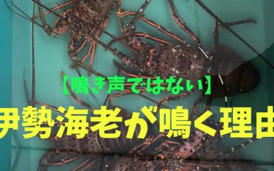 【鳴き声ではない】伊勢海老が鳴く理由