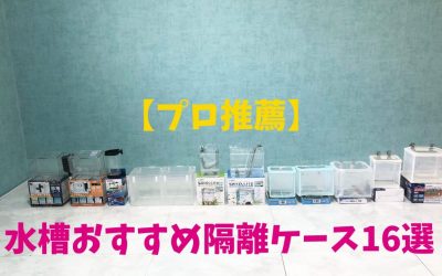 【プロ推薦】水槽おすすめ隔離ケース16選！お役立ち情報盛りだくさん！