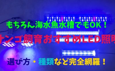 【プロ厳選】サンゴ飼育おすすめLED照明BEST5！選び方・種類など完全網羅！