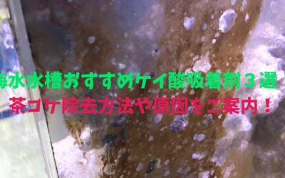 【プロ解説】海水水槽おすすめケイ酸吸着剤３選！茶ゴケ解決！除去方法や原因をご案内！