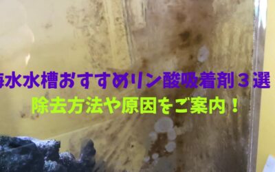 【プロ解説】海水水槽おすすめリン酸吸着剤３選！除去方法や原因をご案内！
