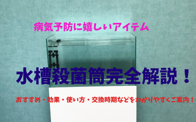 【プロ解説】水槽おすすめ殺菌筒！使い方・効果・交換時期など完全解説！