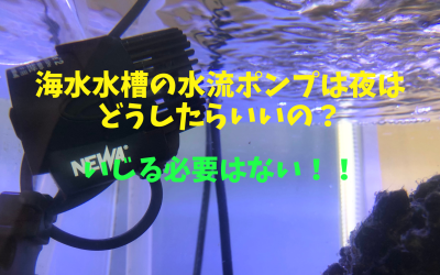 海水水槽の水流ポンプは夜はどうしたらいいの？を解説！いじる必要はない！