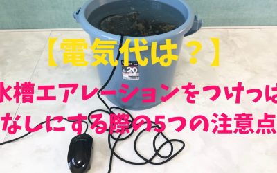 【電気代は？】水槽エアレーションをつけっぱなしにする際の5つの注意点！