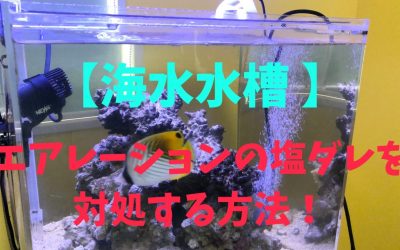 【海水水槽 】エアレーションの塩ダレを対処する方法！これで解決！