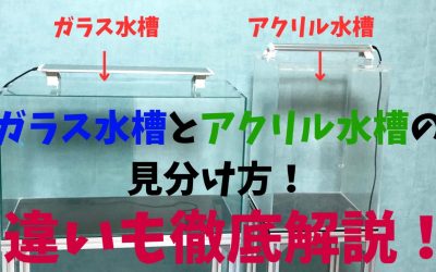 ガラス水槽とアクリル水槽の見分け方・違いを完全解説！