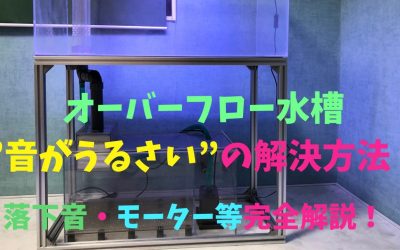 オーバーフロー水槽の”音がうるさい”の解決方法！落下音・モーター音等完全解説！