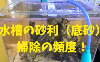 【プロ解説】水槽の砂利（底砂）掃除の頻度！