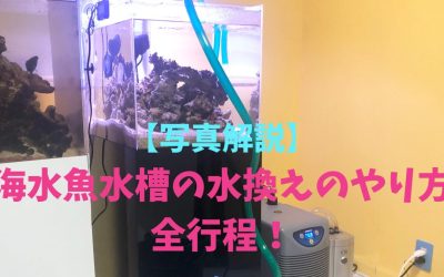 【写真解説】海水魚水槽の水換えのやり方全行程！