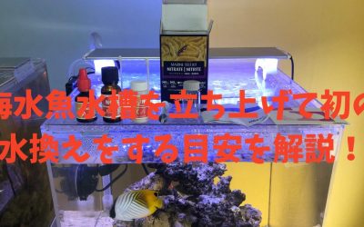 海水魚水槽を立ち上げて初の水換えをする目安を完全解説！