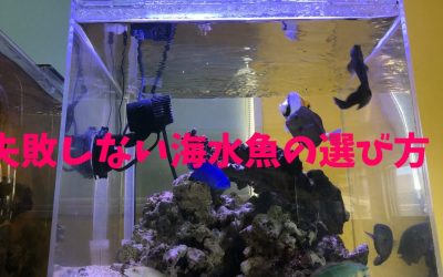 【病気魚】カクレクマノミなど失敗しない海水魚の選び方！