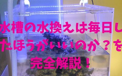 水槽の水換えは毎日したほうがいいのか？を完全解説！