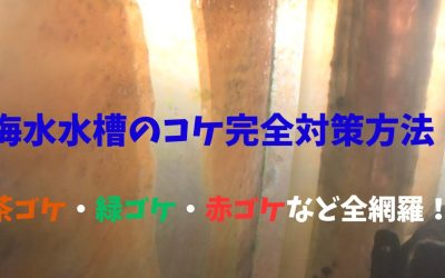 海水水槽のコケ完全対策方法！茶ゴケ・緑ゴケ・赤ゴケなど全網羅！