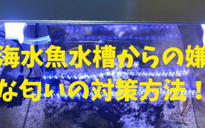 【プロが教える】海水魚水槽からの嫌な匂いの対策方法！