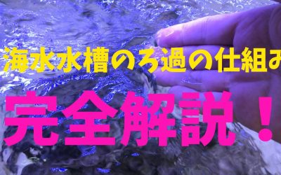 【プロ解説】海水水槽のろ過の仕組みを完全解説！