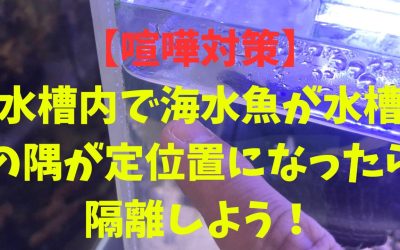 【喧嘩対策】水槽内で海水魚が水槽の隅が定位置になったら隔離しよう！弱っている証拠！