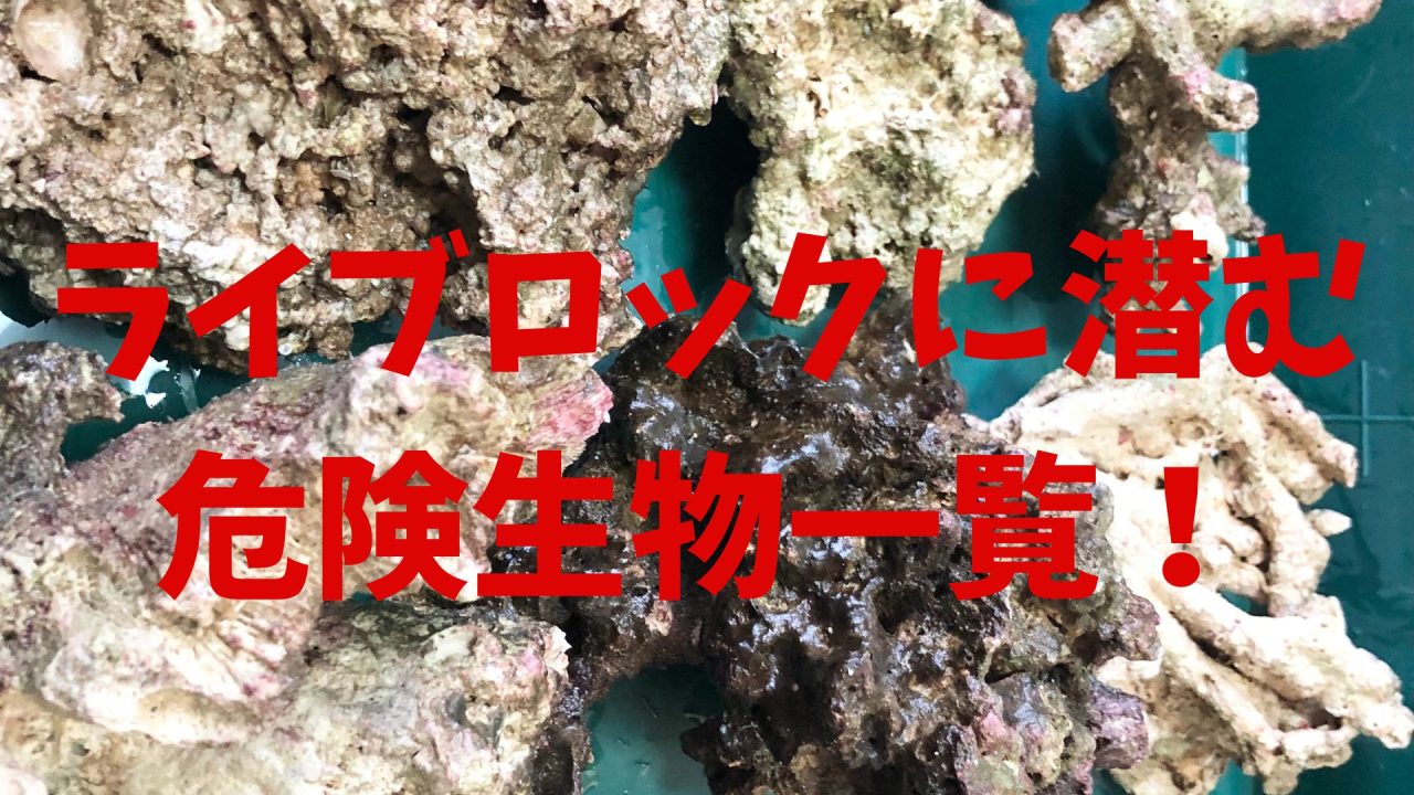 まとめ】ライブロックに潜む危険生物リスト一覧！ – マリブ 水槽 