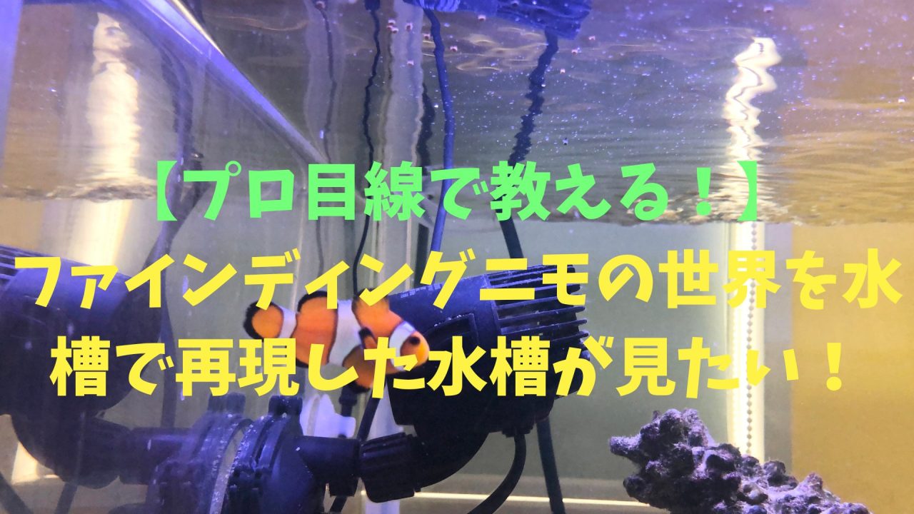 プロ目線で教える！】ファインディングニモの世界を水槽で再現した水槽 