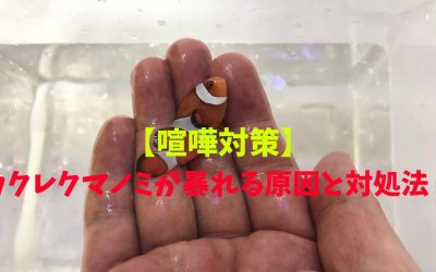 【喧嘩対策】カクレクマノミが暴れる原因と対処法！