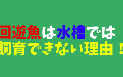 【完全納得】回遊魚は水槽では飼育できない理由！