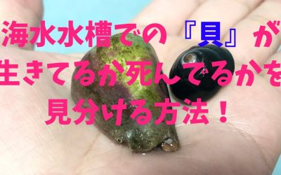海水水槽での『貝』が生きてるか死んでるかを見分ける方法！