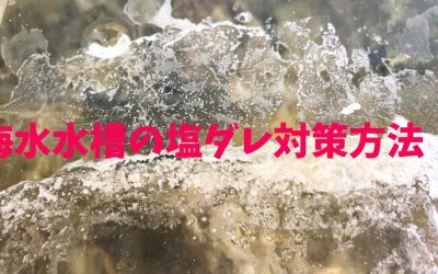 海水水槽の塩ダレ対策方法！