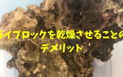 【基本忠実】ライブロックを乾燥させることのデメリット