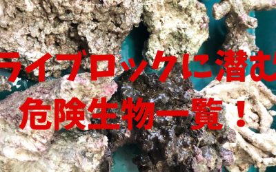 【まとめ】ライブロックに潜む危険生物リスト一覧！