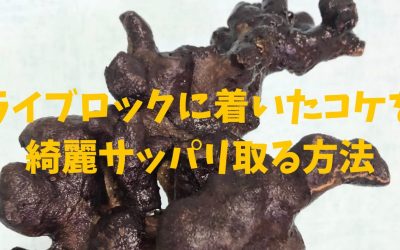 【生体掃除屋】ライブロックに着いたコケを綺麗サッパリ取る方法