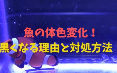 【水槽】魚の体色変化！『黒くなる』理由と対処法！