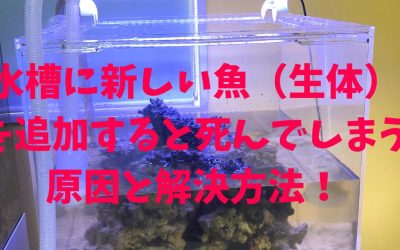 水槽に新しい魚（生体）を追加すると死んでしまう原因と解決方法！