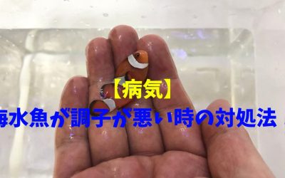 【病気】海水魚が調子が悪い時の対処法！