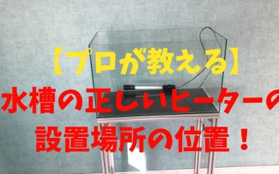 【プロが教える】水槽の正しいヒーターの設置場所の位置！