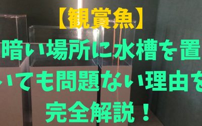 【観賞魚】暗い場所に水槽を置いても問題ない理由を完全解説！